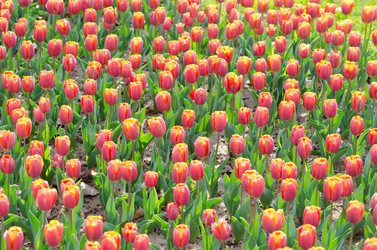 Similar image 1366587