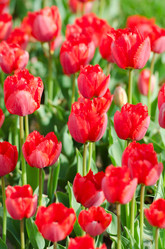 Similar image 1366621