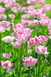 Similar image 1366682