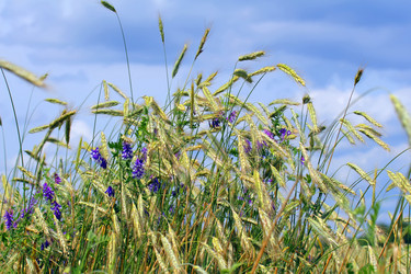 Similar image 1367094