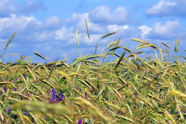 Similar image 1367118