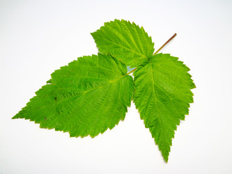 Similar image 1368591