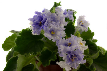 Similar image 1369362