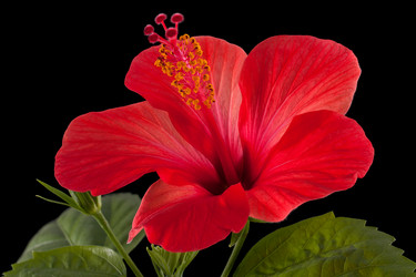 Similar image 1370325