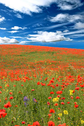 Similar image 1371396