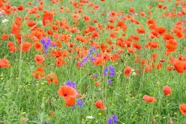 Similar image 1371487