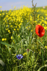 Similar image 1371497