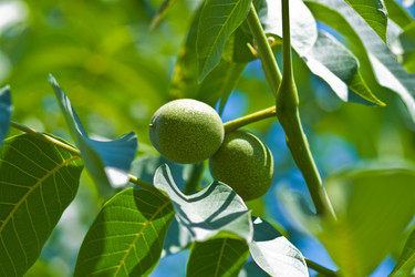 Similar image 1371528