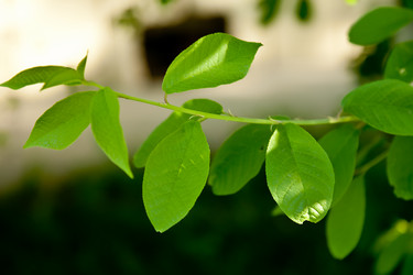 Similar image 1371534