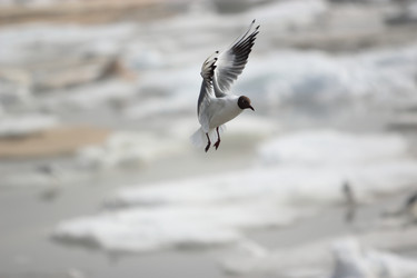 Similar image 1374424