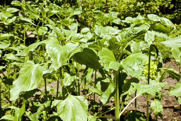 Similar image 1374606