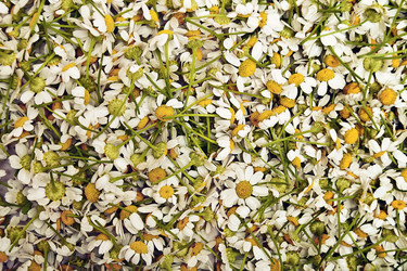 Similar image 1374631