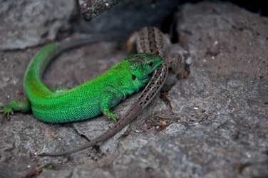 Similar image 1374896