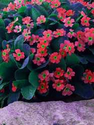 Similar image 1374982