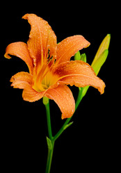 Similar image 1374996