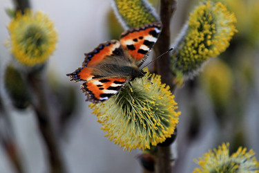 Similar image 1375135