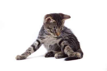 Similar image 1375159