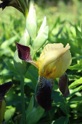 Similar image 1375711