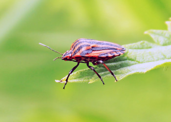 Similar image 1376324