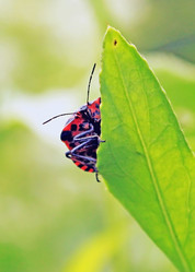 Similar image 1377690