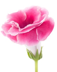 Similar image 1377806