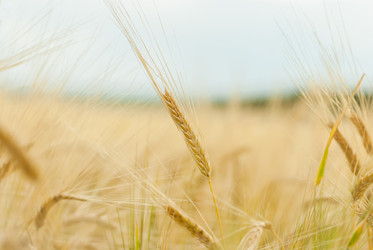 Similar image 1377905