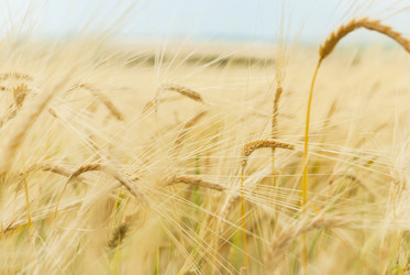 Similar image 1377908