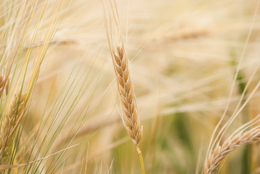 Similar image 1377909