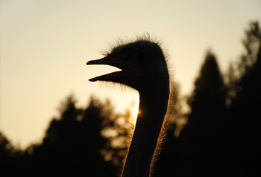 Similar image 1379708