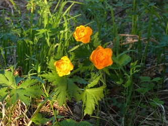 Similar image 1379925