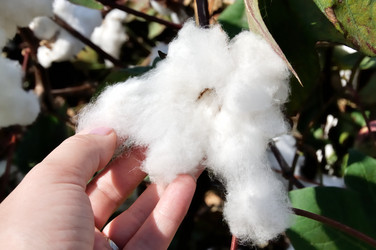 Similar image 1381857