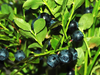 Similar image 1383814