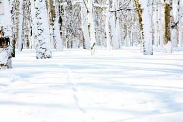 Similar image 1384284