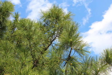 Similar image 1385322