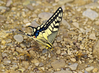 Similar image 1385393