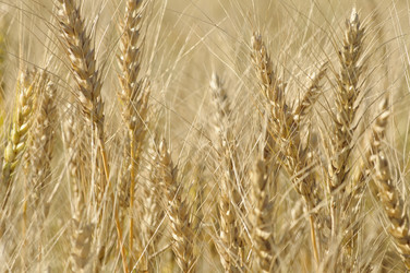 Similar image 1385520