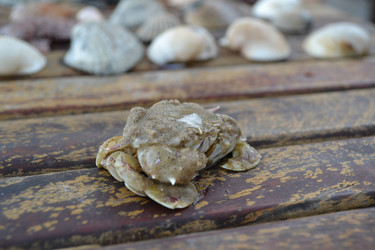 Similar image 1386277