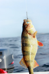 Similar image 1386370