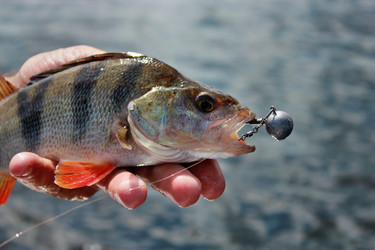 Similar image 1386504