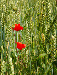 Similar image 1386522