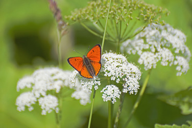 Similar image 1386663