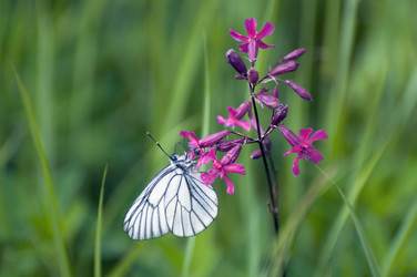 Similar image 1386668