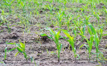 Similar image 1386704