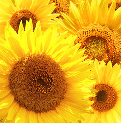 Similar image 1386967