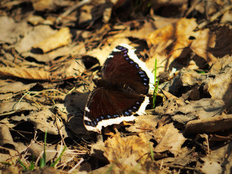 Similar image 1387082