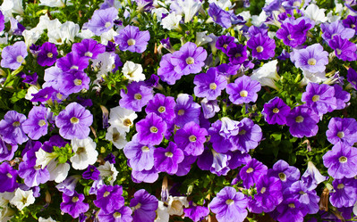 Similar image 1387090