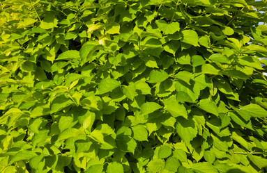 Similar image 1387153