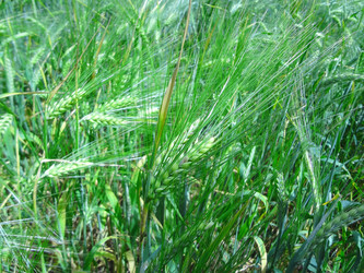 Similar image 1387279