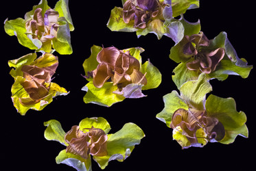 Similar image 1387306