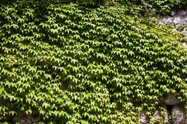 Similar image 1387324